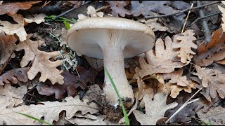 Clitocybe nebularis  Lepista nebularis  Pardilla  Ilarraca 🍄 [upl. by Nadabus]