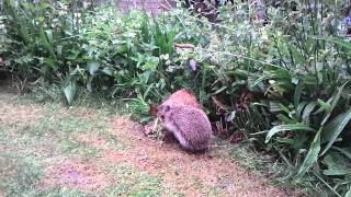 Baby Hedgehog [upl. by Junette]