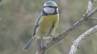 Ruf Gesang der Blaumeise Blue Tit [upl. by Orlene]