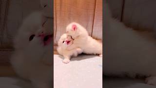 这么可爱的小奶猫，你喜欢吗？💕😻 pets cat cute cutecat funny animals [upl. by Valentia]