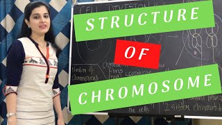 Structure of Chromosome Class 10 ICSE Biology  Cell Division Cell Cycle Chapter [upl. by Ahseekan]