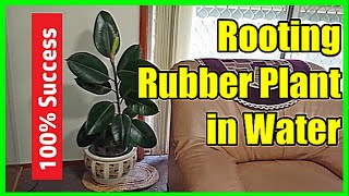 How To Propagate Rubber Plant In Water  Rubber Plant Propagation In Water [upl. by Haile213]