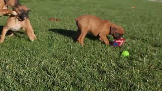 Boxer Puppies For Sale [upl. by Harvey]