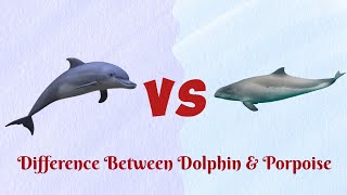 Dolphin Vs PorpoiseWho is more brutal [upl. by Eimiaj551]