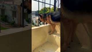 German shepherd dog barking  gsd dog barking  dog barking  puppy barking  Aggressive dog 😡 [upl. by Georges95]