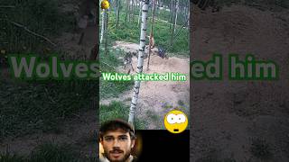 He almost ended his life by wandering into a wolfs den  هاجمته الذئاب عند الجحرwolf الذئب [upl. by Sorce]