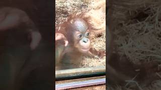 Curious Baby Orangutan Taps On Window [upl. by Leeland]