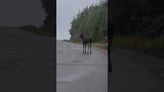 Young Bull Moose running accross the road Drive cautiously ⚠️ [upl. by Fennelly]