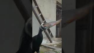 Cormorant vs 50cm big fish [upl. by Hanleigh]