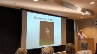 The Incredible Rufous Hummingbird Migration Story [upl. by Arlin653]