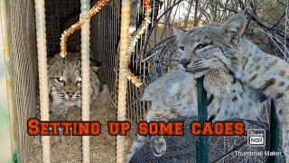 How I Set Up Cages To Catch Bobcats [upl. by Einnus]