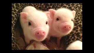 CUTE BABY PIGS COMPILATION 2018 2  Just Animal Videos [upl. by Nnyleitak]