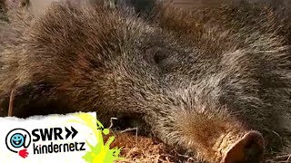 Wildschweine bei OLIs Wilde Welt  SWR Kindernetz [upl. by Anay]