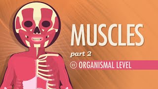 Muscles Part 2  Organismal Level Crash Course Anatomy amp Physiology 22 [upl. by Agata]