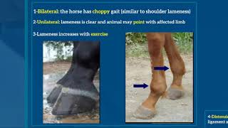 2Traumatic arthritis of the fetlock or Osselets [upl. by Leonore542]