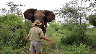 MAN HALTS CHARGING ELEPHANT [upl. by Gilly241]