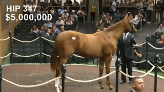 Whisper Hill Farm Secures 5M Curlin Colt at Keeneland Yearling Sale Viral Shorts AI Curling [upl. by Micky704]