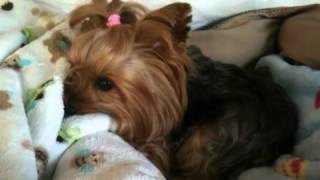 Nj yorkie waking up looking for daddy [upl. by Ybreh]