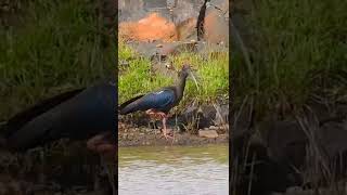 Rednaped Ibis Indian Black Ibis naturestudio wildlife [upl. by Ilil]