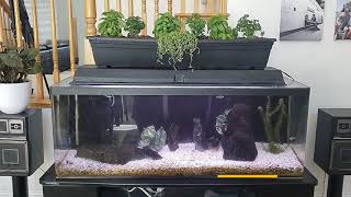 How to build DIY Aquaponic Fishtank addition [upl. by Nayrbo]