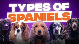 10 Different Types of Spaniels [upl. by Lash]