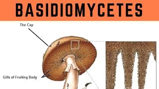 Basidiomycetes  Biological Classification  Vinay Biology [upl. by Bartholomew8]