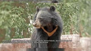 What is an Asiatic Black Bear [upl. by Brigg142]