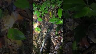 cuyabeno leaf cutter ants [upl. by Bratton601]