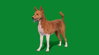 Basenji Dog Breed Animal 3D Model [upl. by Eiznikcm217]