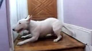 Getting home is excitingBull Terrier Hucklebutt [upl. by Aierbma]