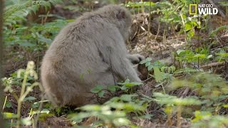 Ladoption dun bébé macaque japonais abandonné [upl. by Eannyl219]