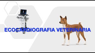 Ecocardiografia veterinaria [upl. by Hirsch]