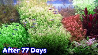 ROTALA BUSHY  STEP BY STEP AQUASCAPE DUTCHSTYLE [upl. by Neehs132]