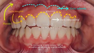 Histología y Embriología [upl. by Rattan]