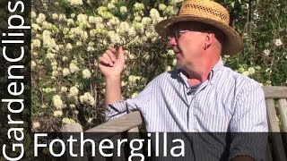 Fothergilla gardenii  Garden Fothergilla  How to grow Fothergilla [upl. by Akeem]