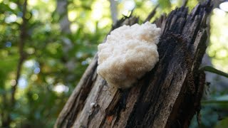 Lions mane mushroom foraging Mushroom identification and brain benefits shorts [upl. by Eladnor]