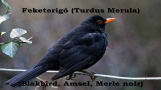 Feketerigó Turdus merula [upl. by Gino]