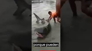 Esto pasa al intentar salvar a un tiburón tiburon [upl. by Vierno]