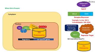 Gibberellin signaling pathway [upl. by Lunnete]