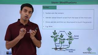 Class 11th – Stem – Modifications  Morphology of Flowering Plants  Tutorials Point [upl. by Ydolem]