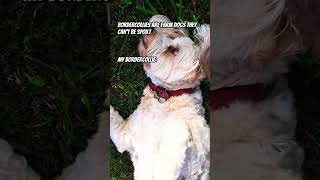 Spoilt dog puppy meme cuteanimal cute funnypupies cutedog dog animalmeme [upl. by Nahguav146]