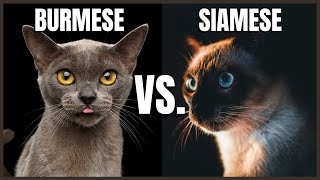 Burmese Cat VS Siamese Cat [upl. by Ecital660]