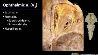 Nerves  M1 Orbit amp Eye Dissection Supplement [upl. by Nievelt138]