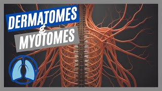 Dermatomes amp Myotomes Made Easy [upl. by Skill]