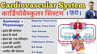 Cardiovascular System in hindi  Structure of Heart  Blood Circulation  SA Node AV Node  Artery [upl. by Arat]