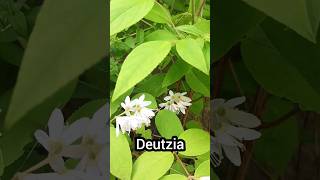 This is a Deutzia A beautiful patio variety with vibrant green leaves and delicate white flowers [upl. by Ayifa]