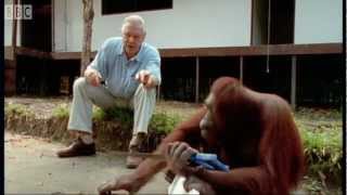 Attenborough Amazing DIY Orangutans  BBC Earth [upl. by Rosaline]