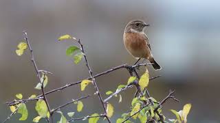 Female European Stonechat catching flies Crossness Nature Reserve 4k [upl. by Amby295]