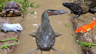 Tangkap ikan lele besar dalam lubang ada ikan mas ikan hias ikan koi gurame kura kura [upl. by Hepsiba]