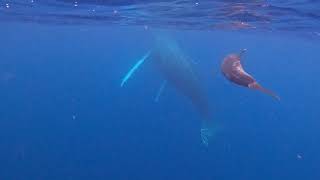 Humpback and Dolphins at Roca Partida [upl. by Malti773]